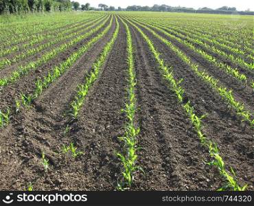 Corn field in Spring
