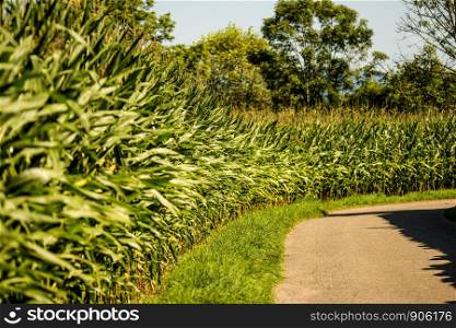 corn field in summer in Germany
