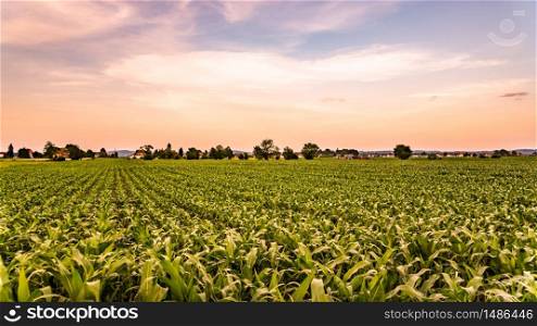 Corn field in sunset - maize