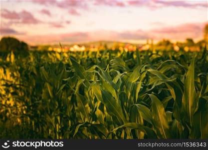 Corn field in sunset. Maize agriculture theme. Farming in Austria, Styria. Corn field in sunset. Maize agriculture theme.