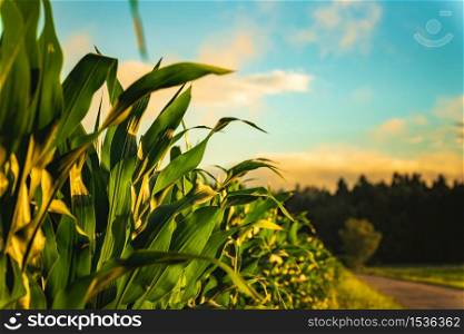 Corn field in sunset. Maize agriculture theme. Farming in Austria, Styria. Corn field in sunset. Maize agriculture theme.