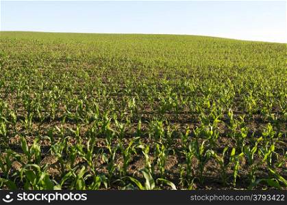 Corn Field in the evening light in Sint Geertruid, Netherlands.