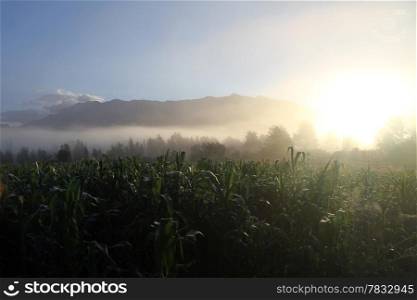 Corn field in the morning and mountain