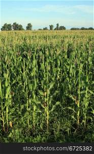 Corn field in the North Caucasus