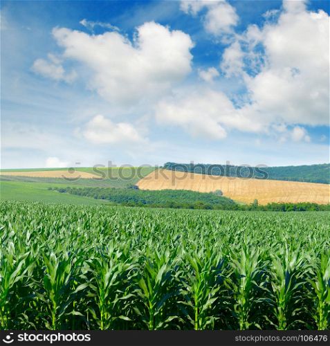 Corn field in the picturesque hills and white clouds in blue sky.