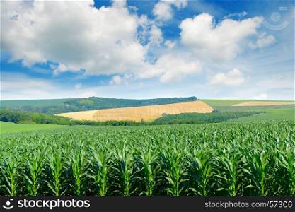 Corn field in the picturesque hills and white clouds in the blue sky.