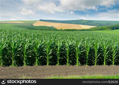 Corn field in the picturesque hills and white clouds in the sky.