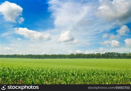 Corn field in the sunny and blue sky. Agricultural landscape.