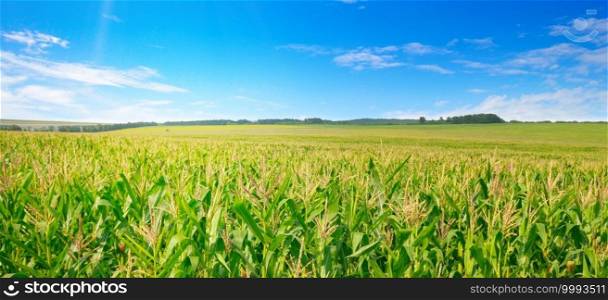 Corn field in the sunny and blue sky. Agricultural landscape. Wide photo.