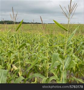 Corn field in Thurso, Quebec, Canada
