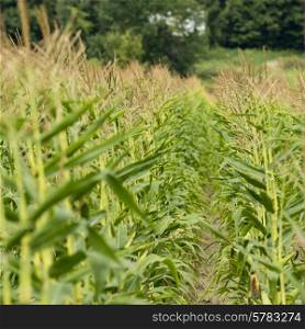 Corn field in Thurso, Quebec, Canada