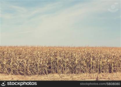Corn field, Instagram filter.