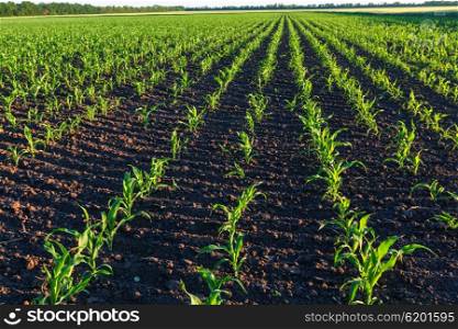 Corn field, Instagram filter.