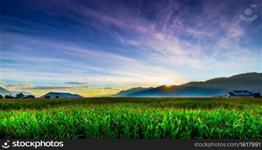 Corn field lights up from the beautiful summer sunrise