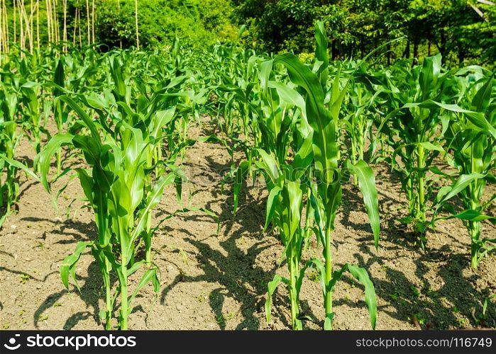 Corn field. maize wheat field corn