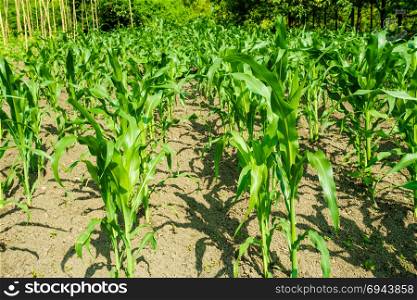 Corn field. maize wheat field corn