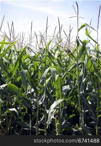 Corn field. nearly mature corn against a blue sky