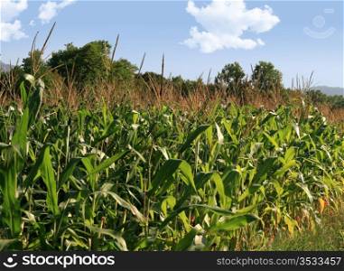 Corn field on a blue sky in summer. Corn field