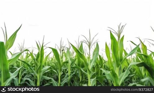 Corn field on a white background, isolate, natural product. Sky background, horizon. Header banner mockup with copy space. AI generated.. Corn field on a white background, isolate, natural product. AI generated.