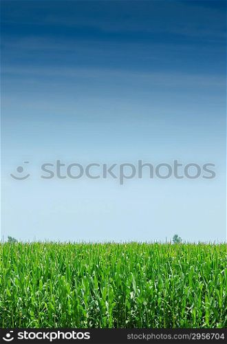 Corn field on bright summe day