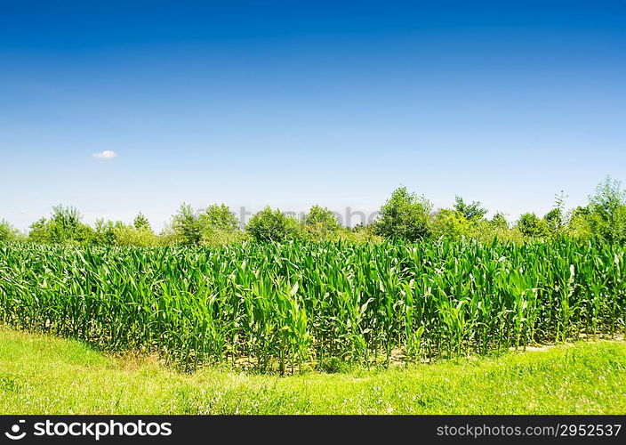 Corn field on bright summer day