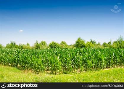 Corn field on bright summer day