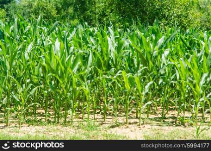 Corn field on bright summer day