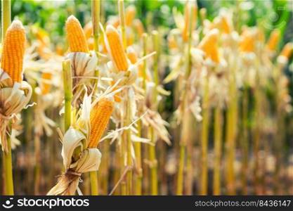 corn field on crop plant for harvesting