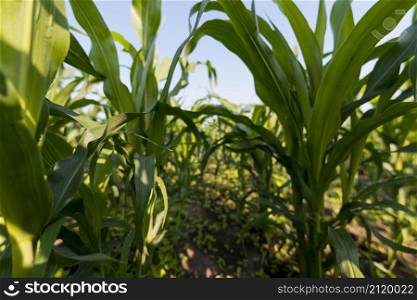 corn field organic farming concept