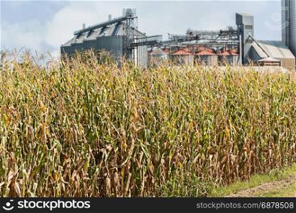 Corn field ready for harvest, blurred in background agricultural storage silos. Agricultural scene.