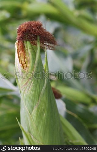 Corn field ready for harvest. Summertime plantation