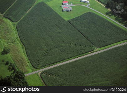 Corn field, Tennessee