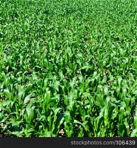 Corn field. Top view