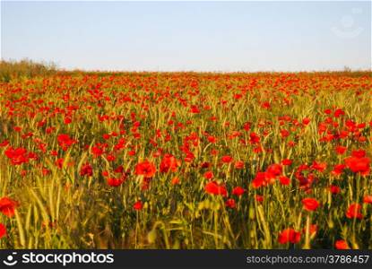 Corn field with red blossom poppies in evening sun