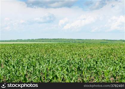 corn field with the young shoots