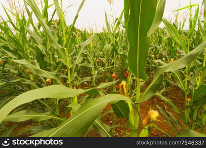 Corn fields