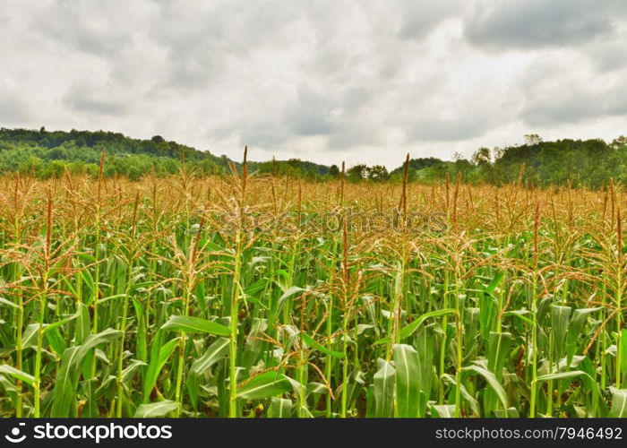 Corn fields