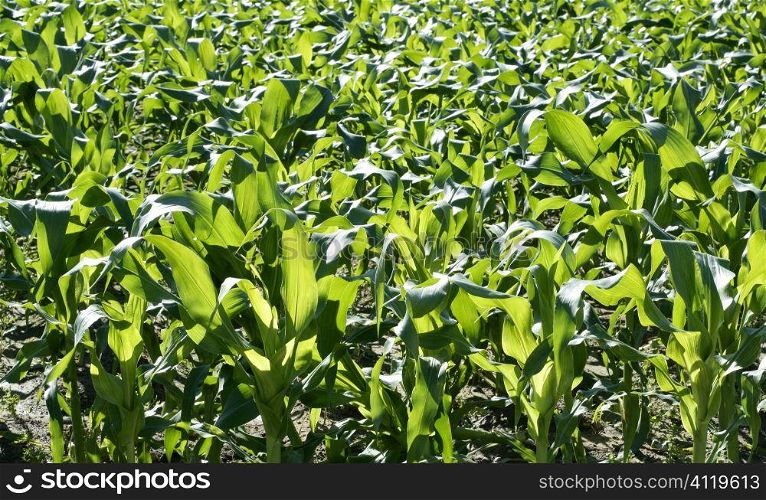 Corn fields growing up in mediterranean lands