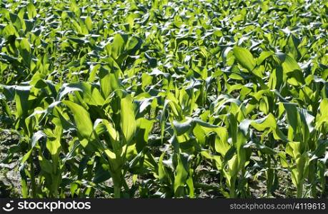 Corn fields growing up in mediterranean lands