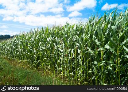 Corn fields in summer, Galizia, Spain
