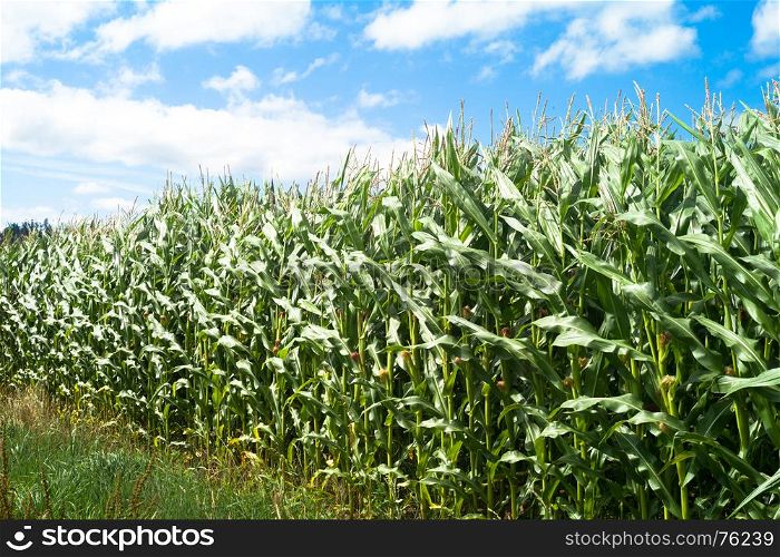 Corn fields in summer, Galizia, Spain