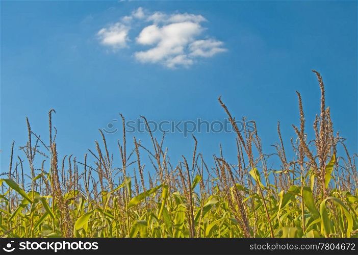 corn filed in summer. Corn,Zea mays