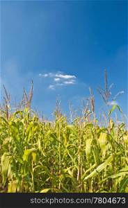 corn filed in summer. Corn,Zea mays