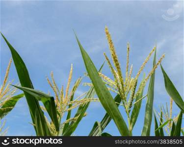 Corn flower in blue sky