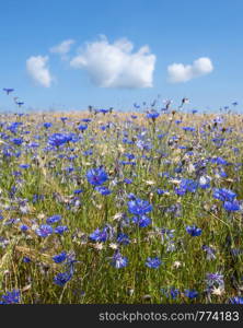 corn flowers in summer wheat field under blue sky with fluffy clouds