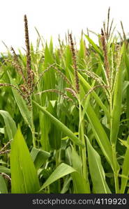 Corn green fields landscape outdoors