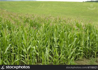 Corn green fields landscape outdoors