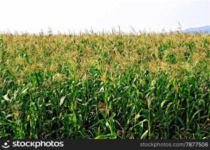Corn in a corn field against the sky and mountains
