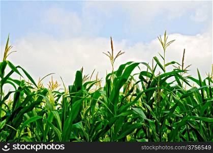 Corn in a corn field on a background of blue sky and white clouds