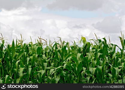 Corn in a cornfield on a background of sky and clouds